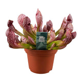 Sarracene Scarlet Belle - Ø12cm - ↕40cm