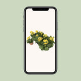 Primula Lemon officinalis lookandtaste - Ø11cm - ↕18cm