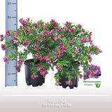 Polygala Struik - Ø19cm - ↕45cm