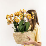 Lot de 3 orchidées oranges Las Vegas en panier en osier 12 cm