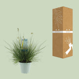 Pennisetum alopecuroides «Little Hameln» - Ø23cm - ↕70cm
