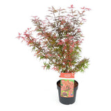 Plante érable du Japon en pot