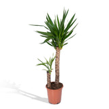 Yucca Elephantipes - Lys Palmier - Ø21cm - ↕100cm