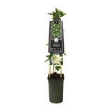 STANSIFLORA 'Snow Queen' PBR +3.0 Étiquette - Ø17cm - ↕75cm