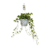 Hedera Helix Yellowbont - Hangot blanc / Basic - Ø17cm - ↕cm