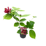 Sinocalyycanthus 'Hartlage Wine'® - Ø13 - ↨20cm