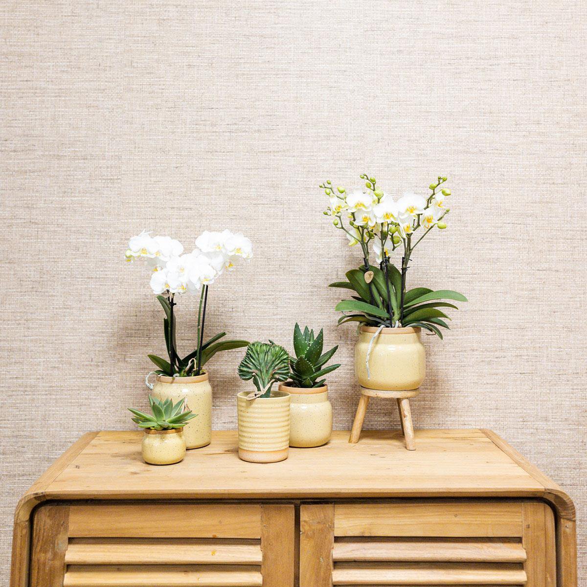 Ensemble orchidée Phalaenopsis jaune et plante verte en pots kaki