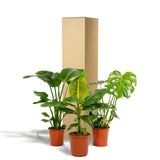 Ensemble de plantes artificielles Monstera, Musa nain et Strelitzia