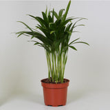 Dypsis areca - Ø12cm - ↕35cm