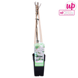 Fallopia baldschuanica - Veille nuptiale - Ø15cm - ↕65cm