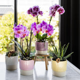 Maison Colibri | Support à plantes - Réhausse à plantes en bois Ø12cm