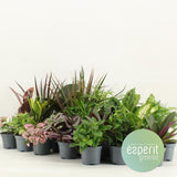 Mélange vert Greenss - 24 pièces - Ø8,5cm - ↕10cm
