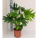 Philodendron Lickety Split - Ø19cm - ↕70cm