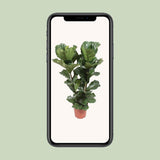Ficus lyrata - Ø27cm - ↕100cm