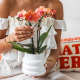 Lot de 4 orchidées Phalaenopsis orange avec pots