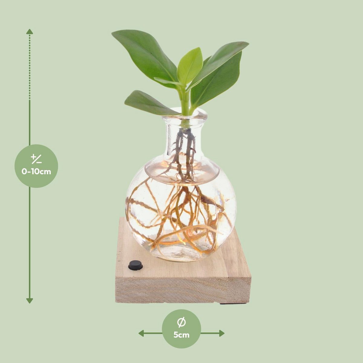 CLUSA au Samoa LED - Øxcm - ↕10cm