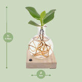 CLUSA au Samoa LED - Øxcm - ↕10cm