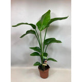 Strelitzia Nicolai - Ø1117cm - ↕90cm