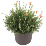 Plante artificielle rhodanthemum orange 17 cm