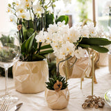 Orchidée phalaenopsis blanche Nazaré en pot Ø9 cm
