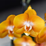 Lot de 3 orchidées oranges Las Vegas en panier en osier 12 cm