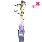 Plante Clematis Multi bleue 15 cm