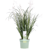 Plante Chlorophytum Saundersiae Starlight Ø19 cm 40 cm
