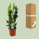 Zamioculcas zamiifolia - Ø17cm - ↕65cm