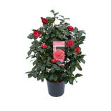Camellia jap. 'Lady Campbell' - Ø26cm - ↕55cm - Ø26 - ↨55cm