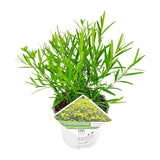 Hypericum 'Sunny Boulevard' - Ø19 ↕40