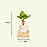 Clusia en verre Samoa avec éclairage LED - Ø4cm - ↕10cm