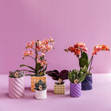 Maison Colibri | Pot décoratif de bonbons | Haut - Rose - Ø9cm