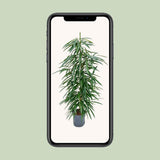 Ficus binnendijkii 'alii' (hydro) - Ø18cm - ↕110cm
