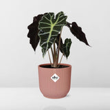 Alocasia 'Polly' en ELHO Vibes Fold 14cm rose