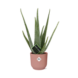 Aloe Vera en pot pliant en plastique rose 12 cm