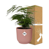 Fougère asperge en pot rose ELHO Vibes 14 cm