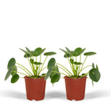 2x pilea peperomiodes - Pannekoekenplant - 20cm - Ø12