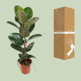 Ficus élastique robuste 21 cm - Ø21cm - ↕95cm