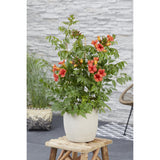 Campsis Summer Jazz Fire Trumpette - Ø19cm - ↕70cm - Ø19 - ↨70cm