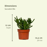 Mélange de succulentes - 6 pièces - ø10,5cm - ↕12cm