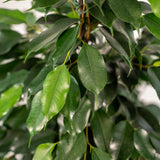 Ambiance intérieure avec Ficus Benjamina Danielle