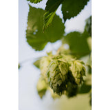 Fleurs de houblon sur la plante 'nordbrau'