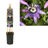 Passiflora Betty Miles Young 17 cm
