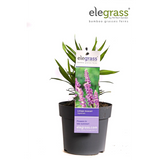 Liriope muscari ‘Ingwersen’ – Ø14cm – ↕30cm