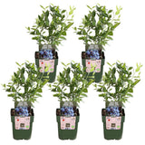 Lot de 5 vacciniums corymbosum bleus