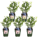 Lot de 5 vacciniums corymbosum bleus