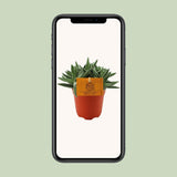 Crassula telli - Ø11cm - ↕15cm