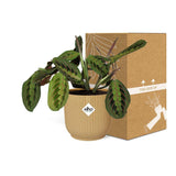Plante Maranta Leuconeura tricolore Ø14 cm