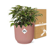 Ficus Benjamina Kinky en ELHO Vibes Fold 14cm rose