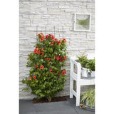 2X - Campsis Summer Jazz 'Fire Trumpet' - ↨65cm - Ø15